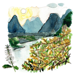 Cuir de Chine
